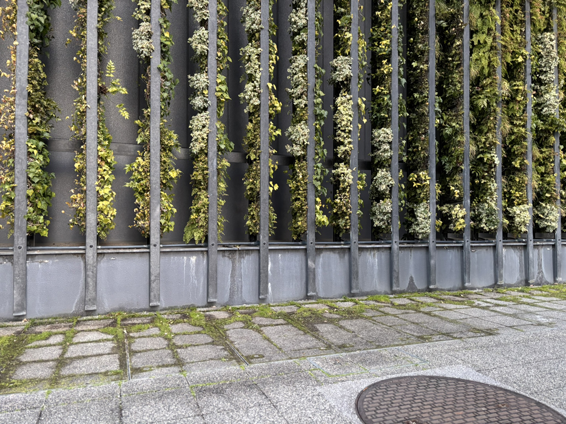 �V�`�ӓ� 13�ԑq��