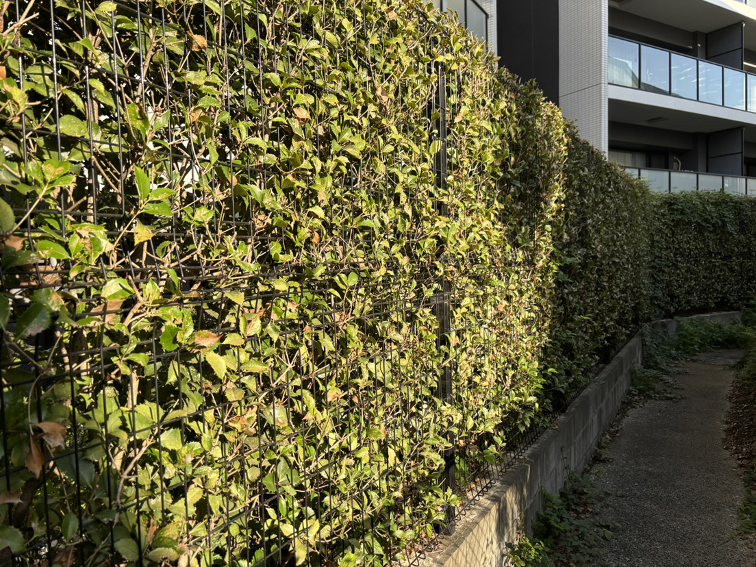 �X�[�p�[�}�[�P�b�g